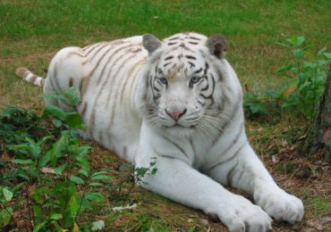 FAMILIENAUSFLUG WEISSER ZOO & KAMELTHEATER