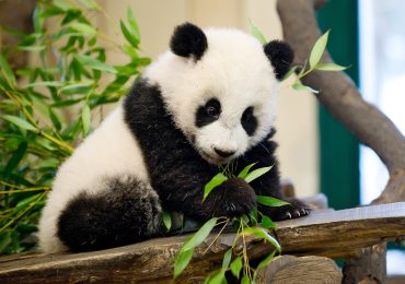 FAMILIENAUSFLUG TIERGARTEN SCHÖNBRUNN